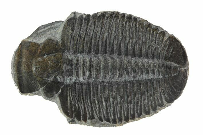 Elrathia Trilobite Molt - Wheeler Shale, Utah #97117